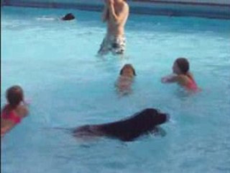 Baas en Hond Zwemmen de Tippe Heino Nuheino