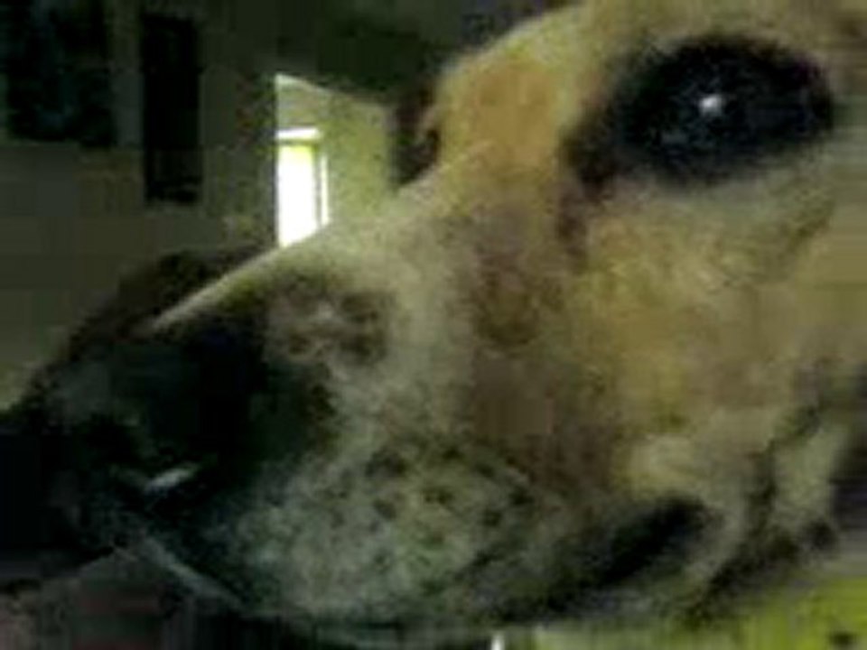 mon chien nenette