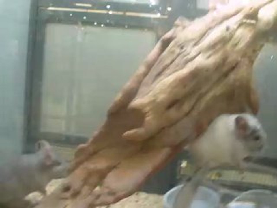 Chinchillas