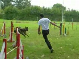 Agility stage  Belges wittes 13 08 2008 alain i