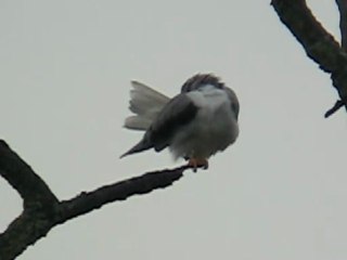 Elanion Blanc à Genève