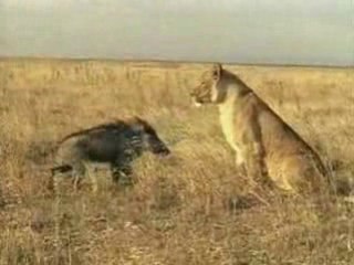 Le phacochére ne se laisse pas faire