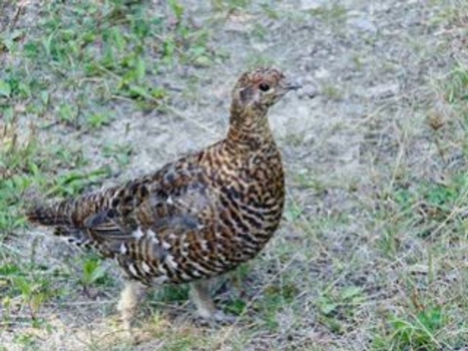 Takfarinas yamma o mere