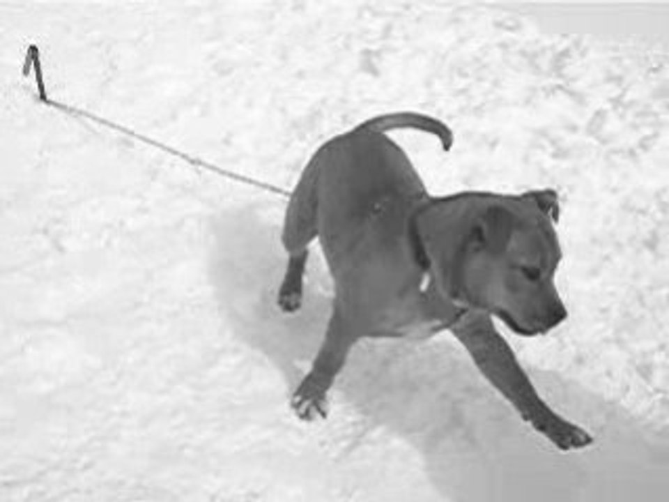 English Staffordshire Bull Terrier 18022008