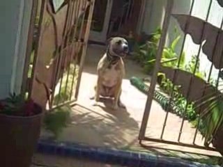 How To Train Your Dog Saftey Methods From Home