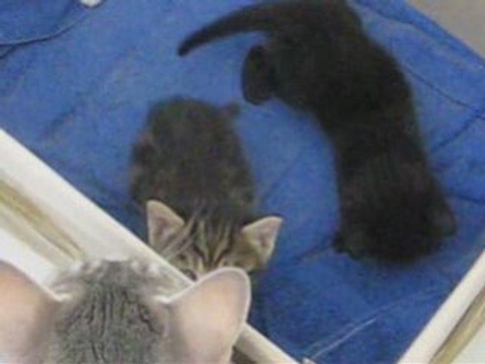 Les chatons video