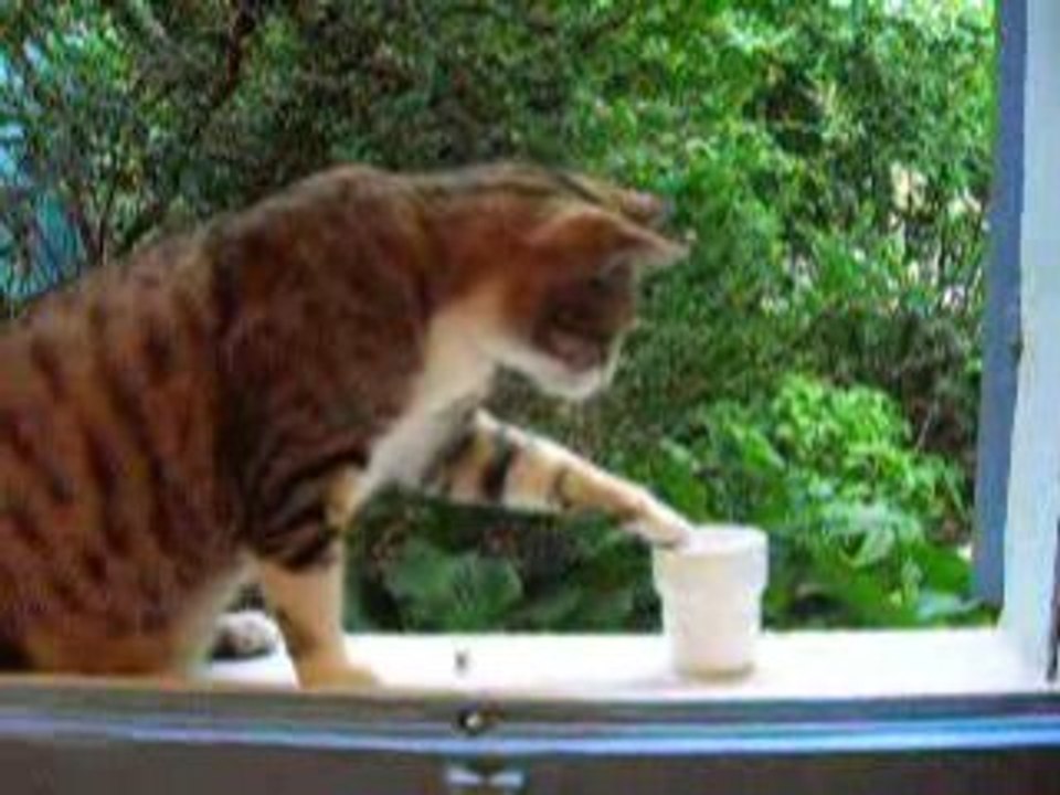 Tigrou et le verre d'eau