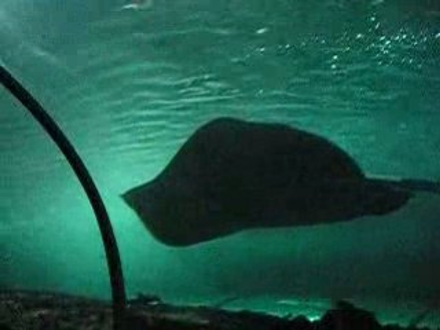 ⁣Sydney aquarium