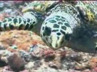 Kenia - Diani Beach 🌴