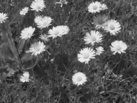 Mes photos nature sur DJ Shark (97420)