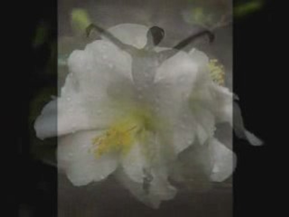 Czajkowski-Jezioro łabedzie