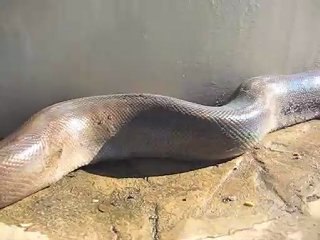 Ma plus belle anguille