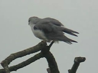 Elanion Blanc à Genève