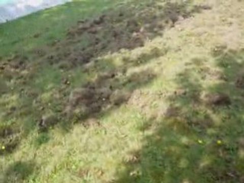 dégats de Sangliers