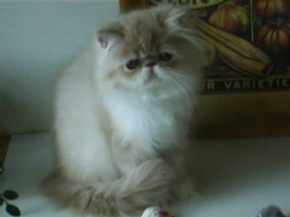 Dharma des Laines Blanches Persane creme et blanche