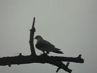 Elanion Blanc à Genève