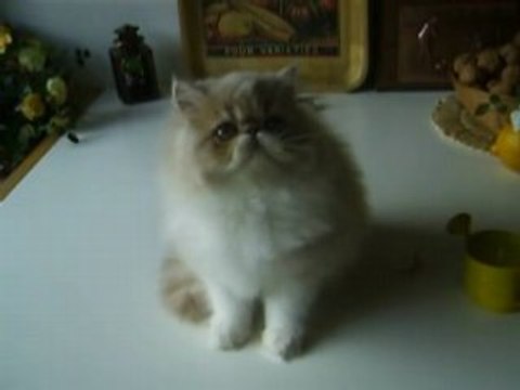 Dardanos des Laines Blanches Persan creme et Blanc