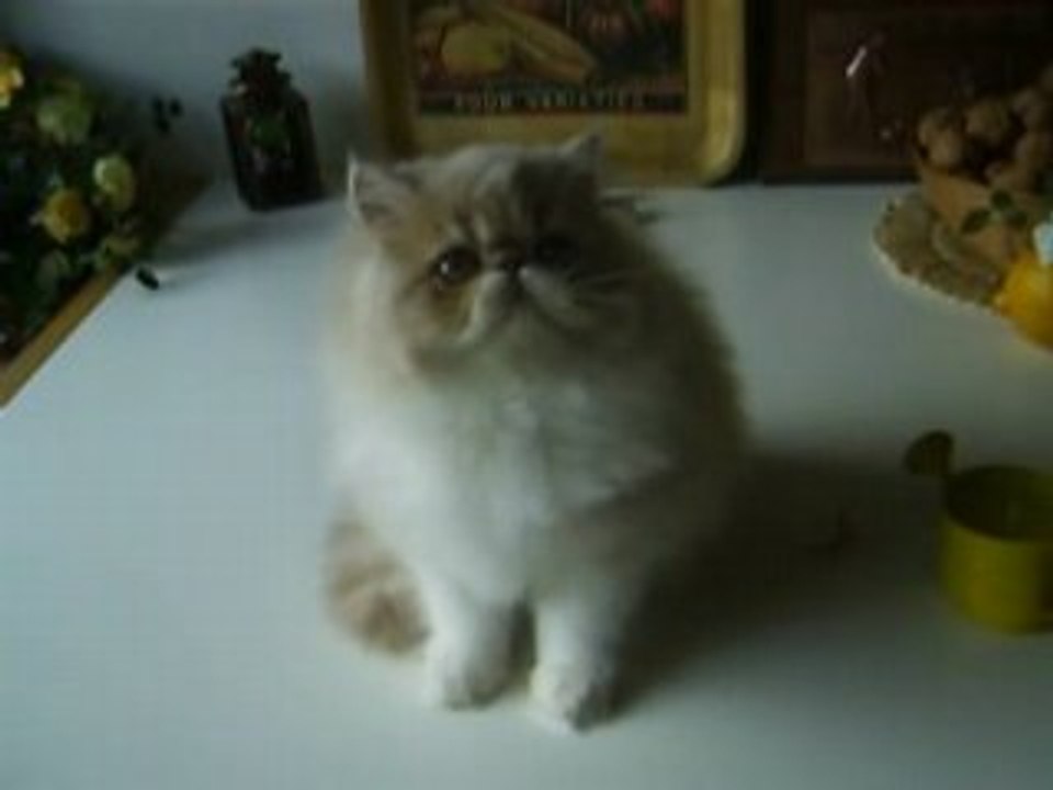 Dardanos des Laines Blanches Persan creme et Blanc