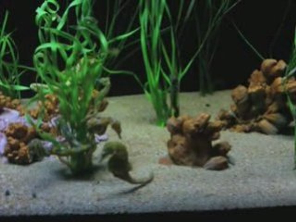Texas State Aquarium