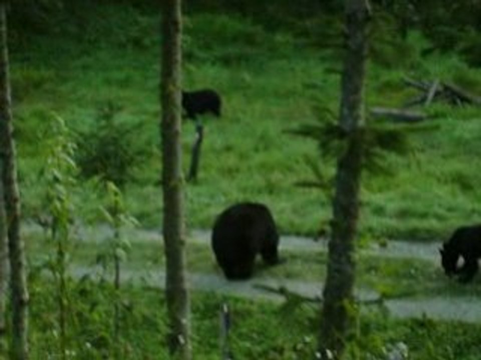 Les Ours dans le parc de La Mauritie