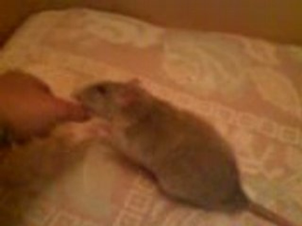 BaoPouce