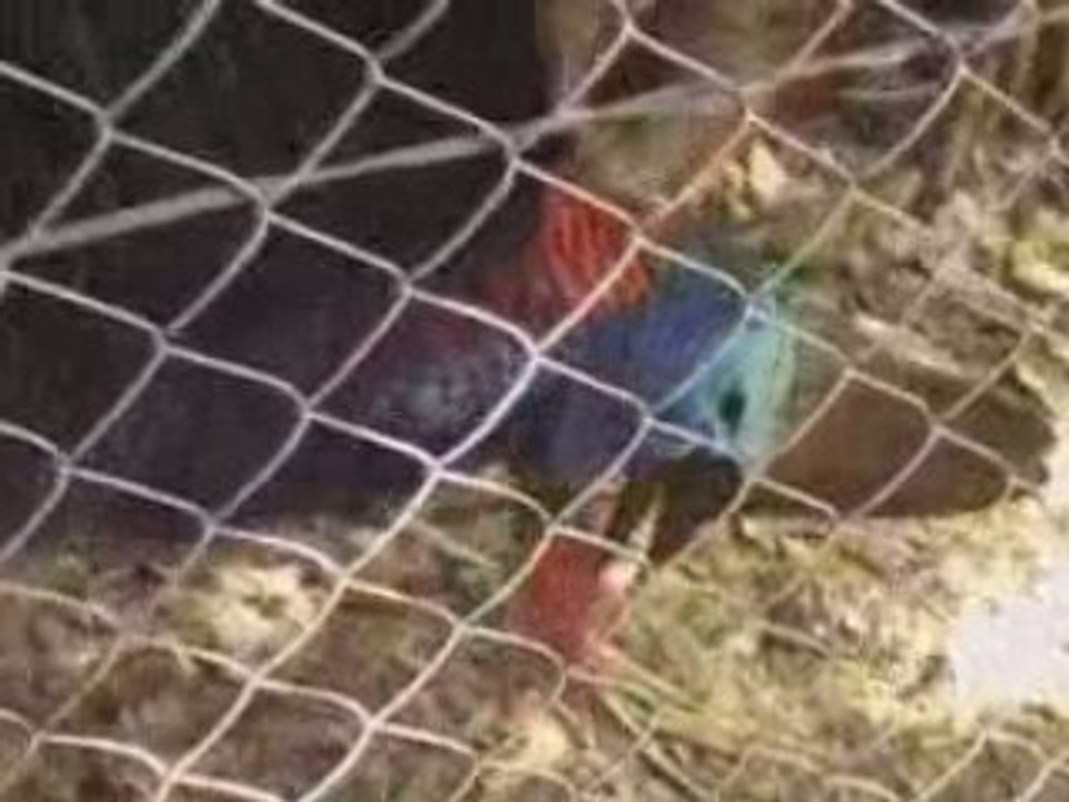 Kasoar avec cri genre dynonsaur