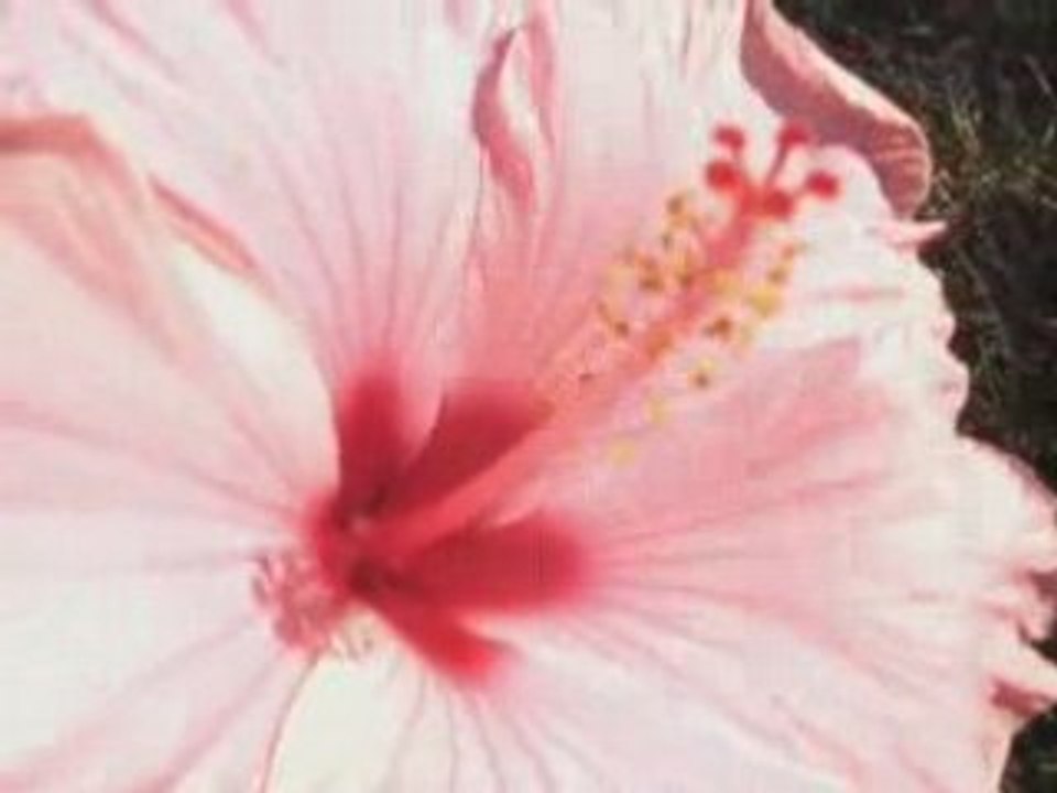 Pleasure Blooms