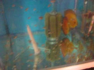 Discus Pair and Babys