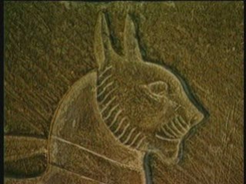LE CHAT ANIMAL SACRE