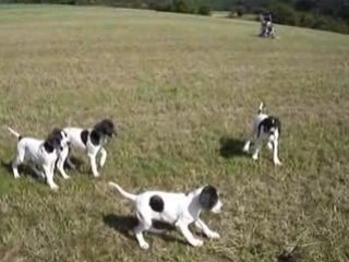Vidéo chiots sofia aoupa 005