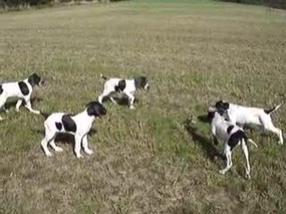 Vidéo chiots sofia aoupa 003
