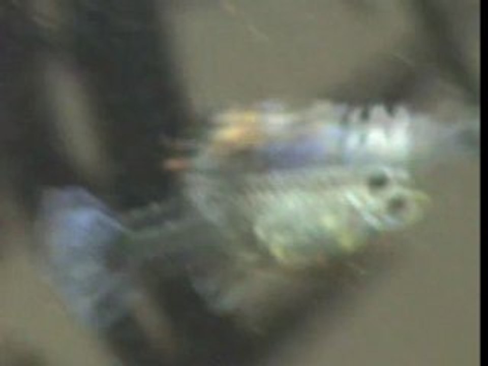 New miracle of islam in fish