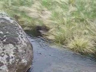 Sources du Tarn Mont-Lozère 21 mai 2006
