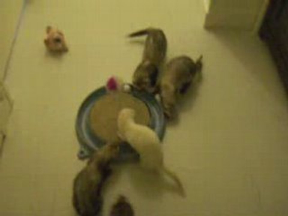 Mes furets