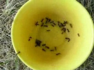 Tasse à fourmis