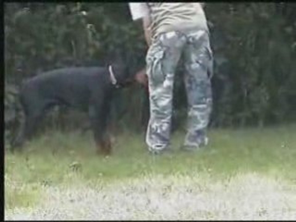 Daicko 5 mois entrainement obéissance RCI