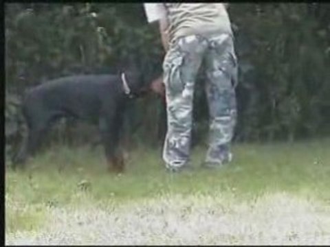 Daicko 5 mois entrainement obéissance RCI