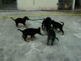 Birdy qui traine ses frères et soeur