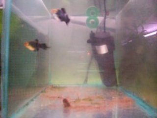 Platys pinceau noirs