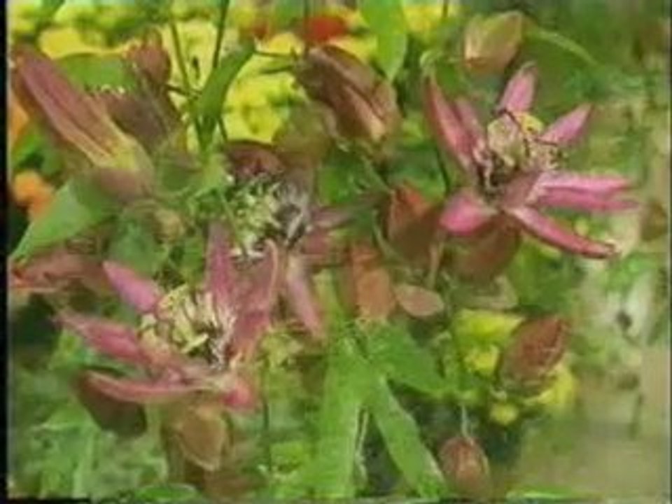 Les miracles du coran 3