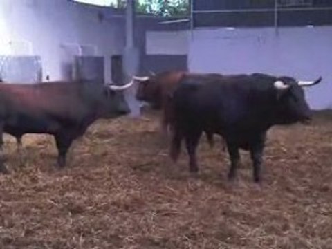 Toros de Robert Margé pour les vendanges 2008