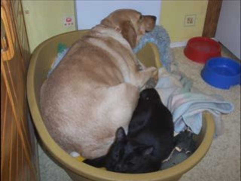 Nos petites terreurs