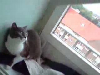 Combat de l'aspirateur contre le chat a bug!