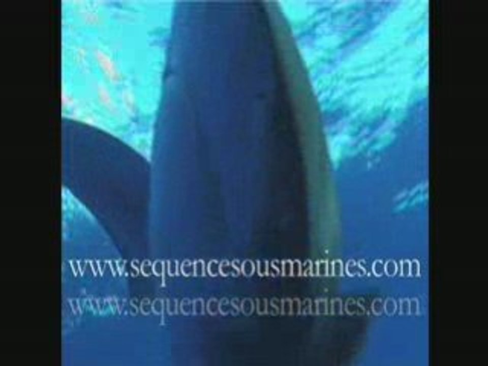 Sharks attack - attaque de requin