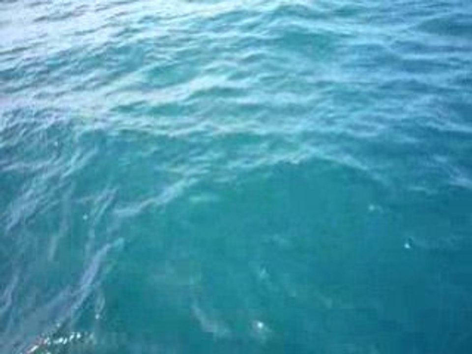 ouessant  dauphins