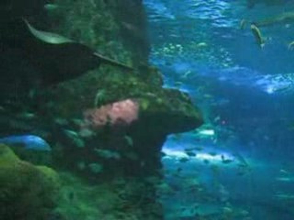 Aquarium San sé