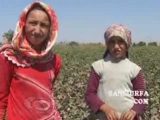 Urfapamuk2 www.sanliurfa.com