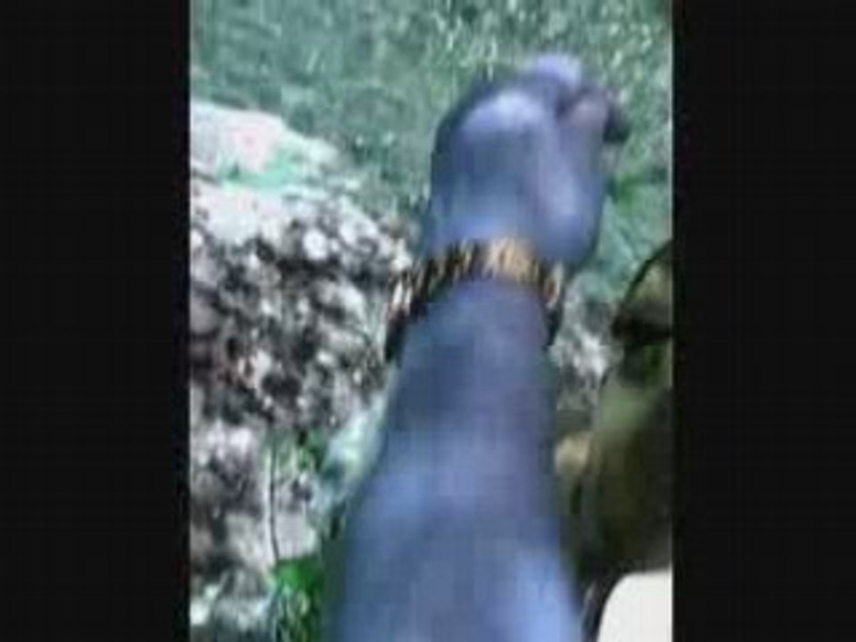 BABAL en pleine action