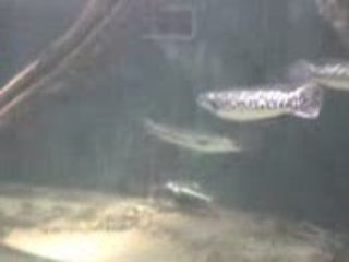 13 romain VIETNAM NHA TRANG