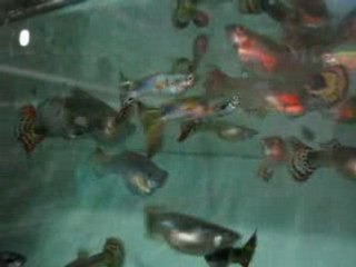 My Guppy New Varieties 02
